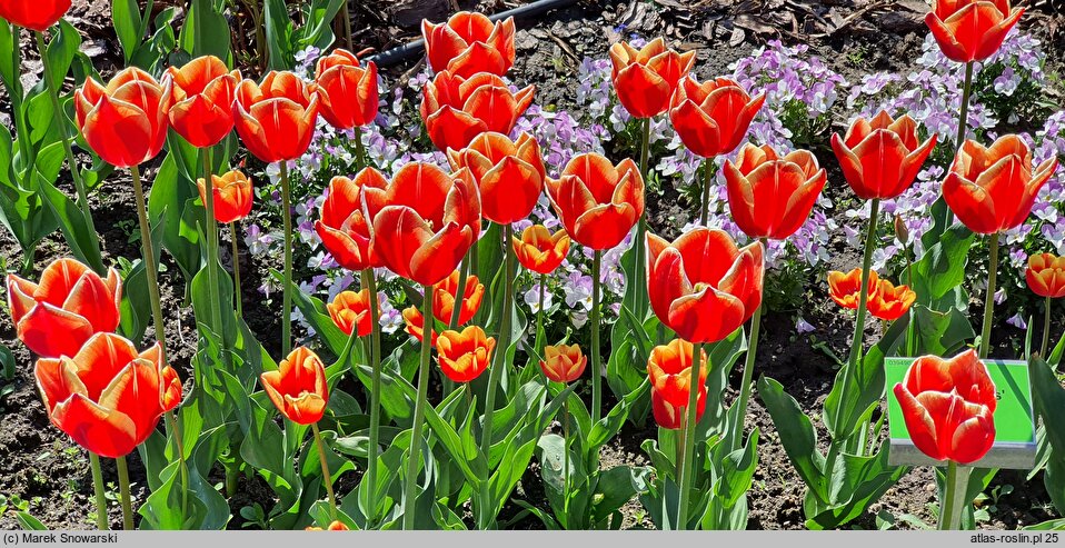 Tulipa Dow Jones