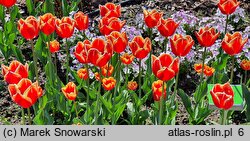 Tulipa Dow Jones