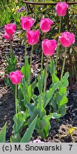 Tulipa Don Quichote