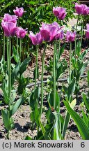 Tulipa Louvre