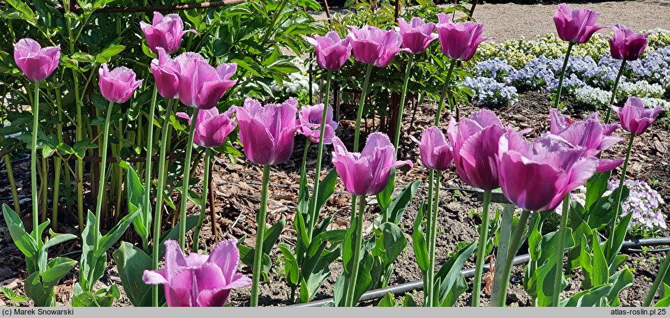 Tulipa Louvre