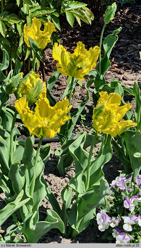 Tulipa Texas Gold