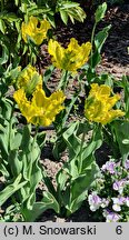 Tulipa Texas Gold