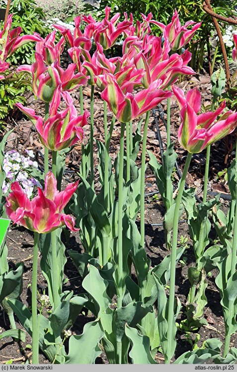 Tulipa Virichic