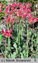 Tulipa Virichic