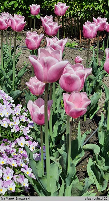 Tulipa Gabriella