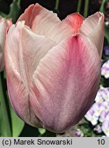 Tulipa Salmon Van Eijk