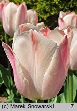 Tulipa Salmon Van Eijk