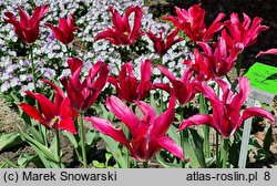 Tulipa Doll's Minuet