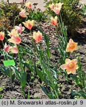 Tulipa Blushing Lady