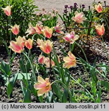 Tulipa Blushing Lady