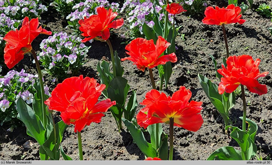 Tulipa Garden Flevor