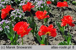 Tulipa Garden Flevor