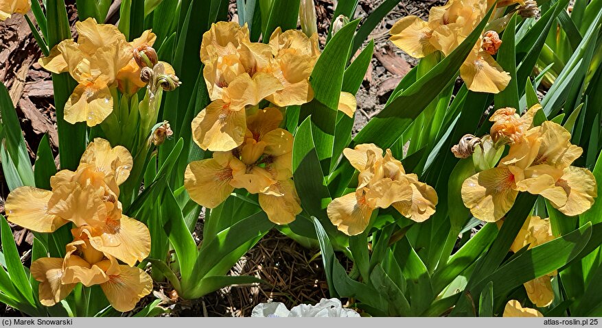 Iris hort. Cavort