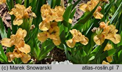 Iris hort. Cavort