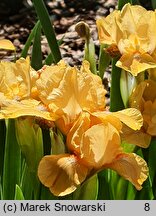 Iris hort. Cavort