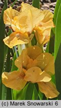 Iris hort. Cavort