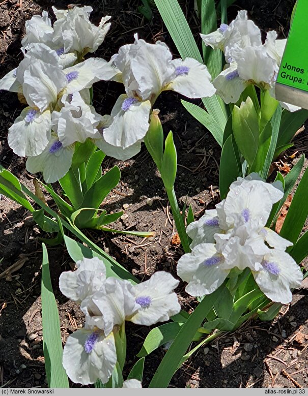 Iris hort. Westar