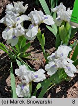 Iris hort. Westar