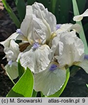 Iris hort. Westar