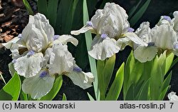Iris hort. Westar