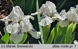 Iris Westar