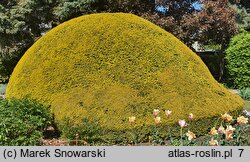 Taxus baccata Aurea Decora