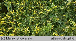 Taxus baccata Aurea Nova