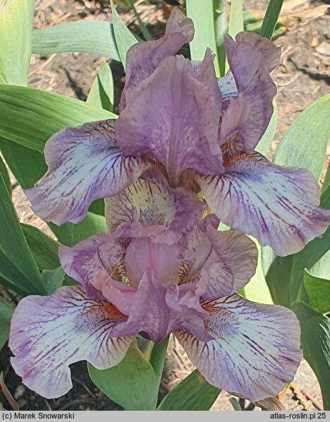 Iris hort. Chantilly Dancer