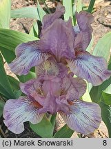 Iris hort. Chantilly Dancer