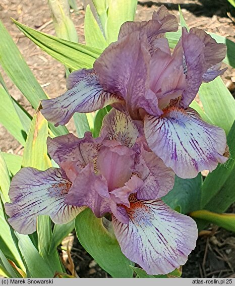 Iris hort. Chantilly Dancer