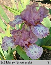 Iris hort. Chantilly Dancer