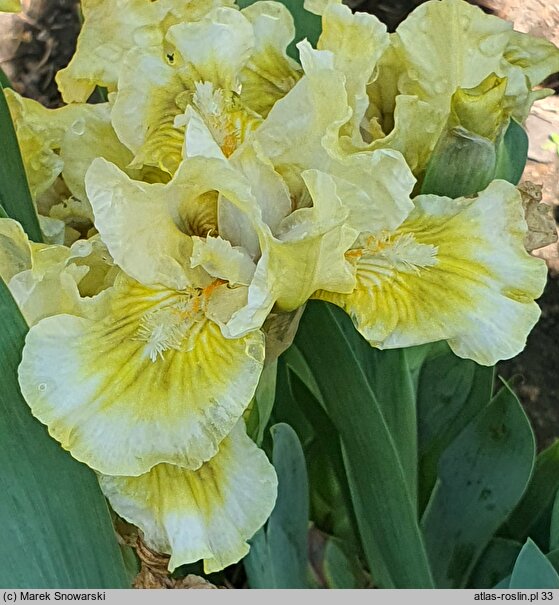Iris hort. Rita Kinsella