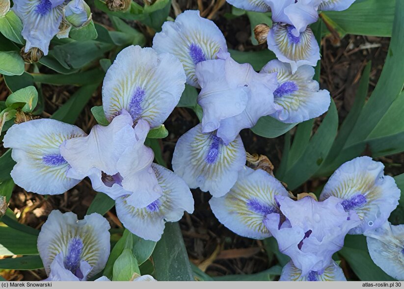 Iris hort. Irish Moss