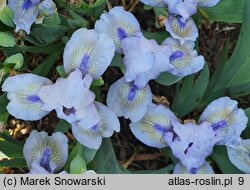 Iris hort. Irish Moss