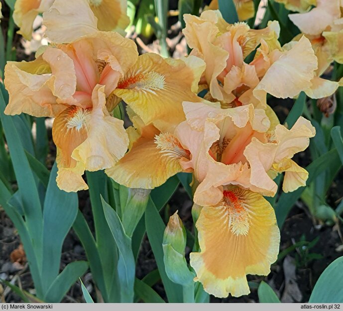 Iris hort. Advance Design