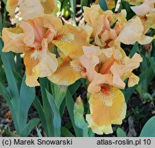 Iris hort. Advance Design
