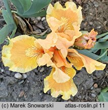 Iris hort. Advance Design