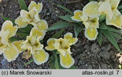 Iris hort. Cream Cake
