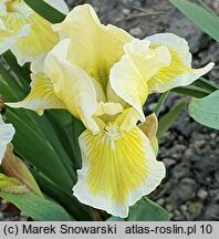 Iris hort. Cream Cake