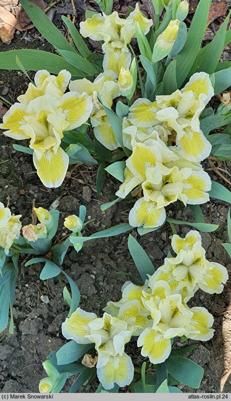 Iris hort. Cream Cake
