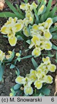 Iris hort. Cream Cake