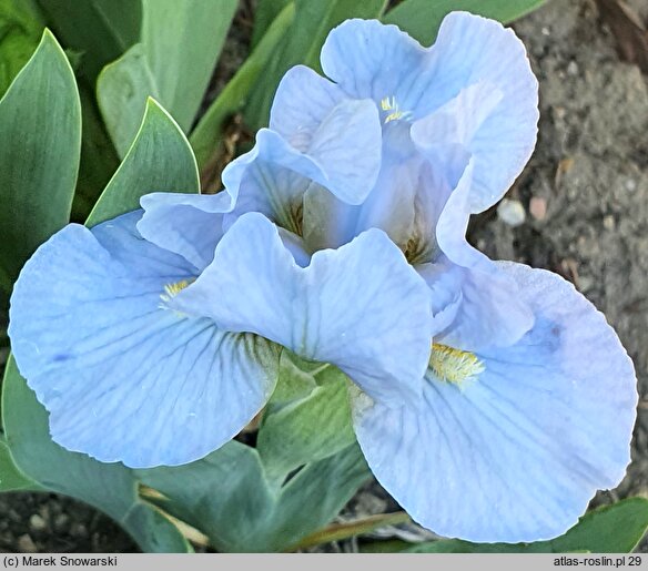 Iris hort. Clear Creek