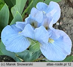 Iris hort. Clear Creek