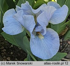 Iris hort. Clear Creek