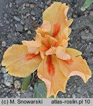 Iris Desert Orange