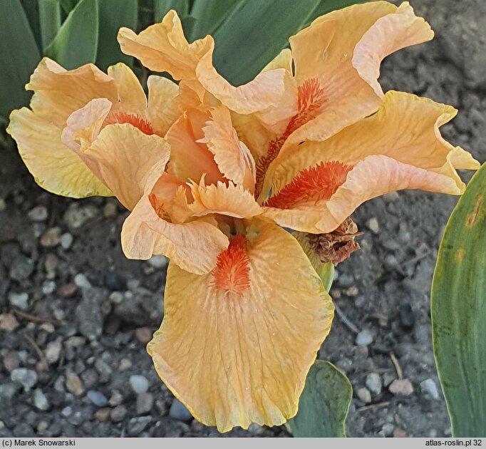 Iris Desert Orange