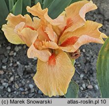 Iris Desert Orange