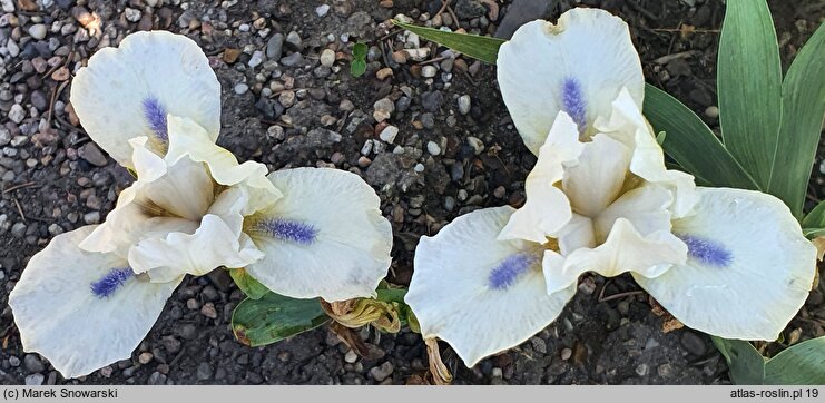 Iris hort. Crystalline Entity