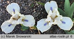 Iris hort. Crystalline Entity